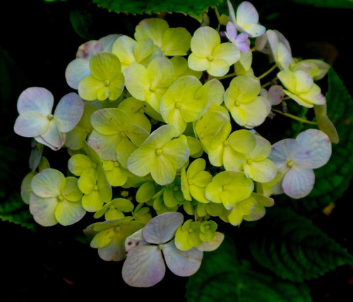 beautiful and stunning green hydrangea free photo.jpg