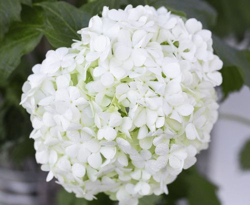 beautiful hydrangea flower close up.jpg
