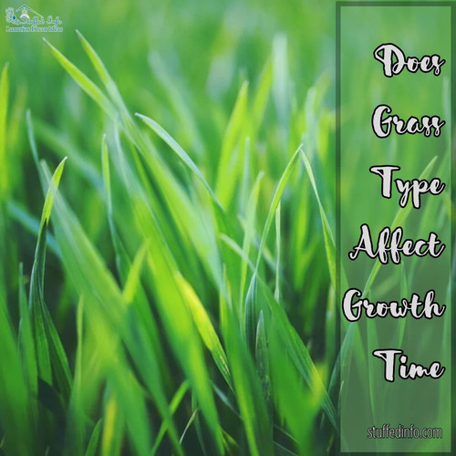Does Grass Type Affect Growth Time.jpg