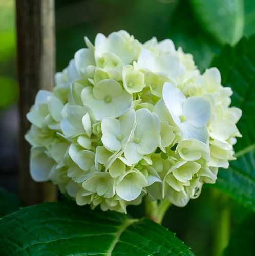 Close up Hydrengea flower..jpg