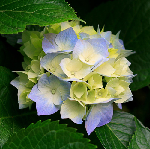 vecteezy flower photo beautiful flowers images flower images 42599900.jpg