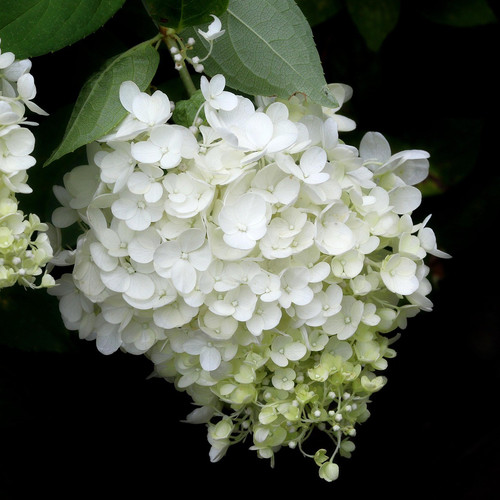 hydrangea 2321088 1920.jpg