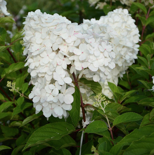 plant 2688082 1920.jpg