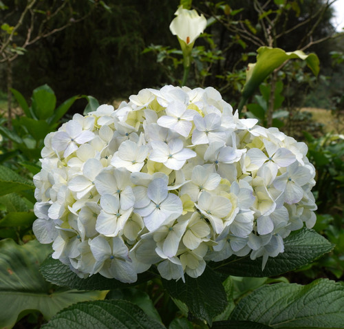 photo hydrangea flower close up.jpg