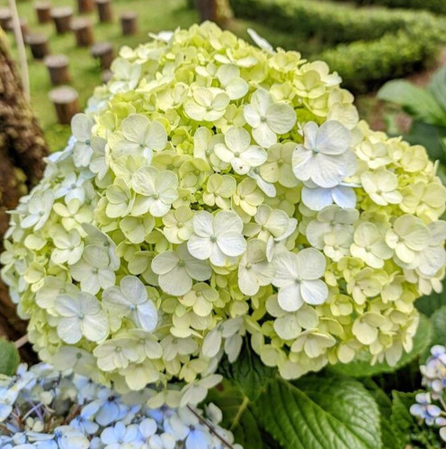 white hydrangea flowers with green gradations grow abundantly and beautifully in gardens near highla.jpg
