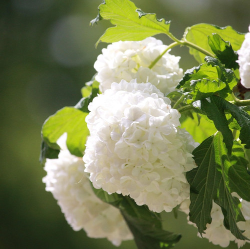 hydrangea 2879167 1920.jpg
