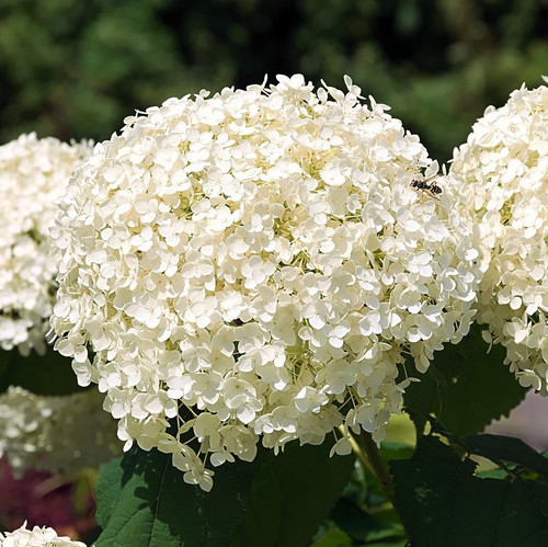 hydrangea 2749614 1920.jpg