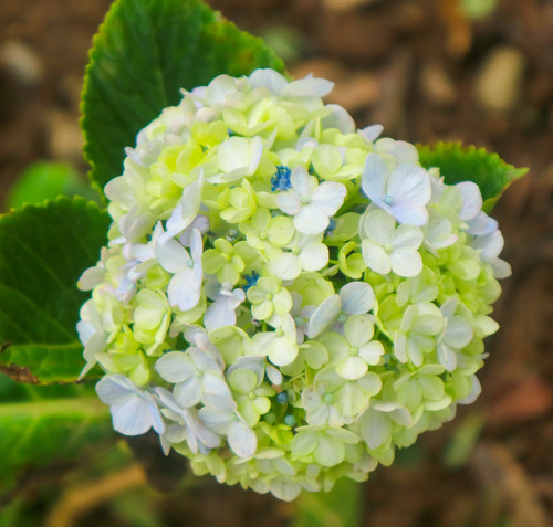 beautiful and stunning green hydrangea.jpg