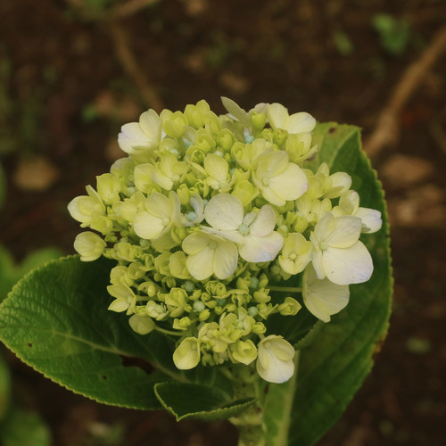 vecteezy mini green hydrangea is great for any bride looking for 29578357.jpg