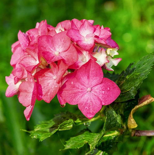 hydrangea 3469435 1920.jpg