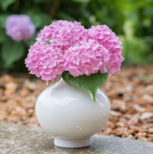 hydrangea 2708478 1920.jpg