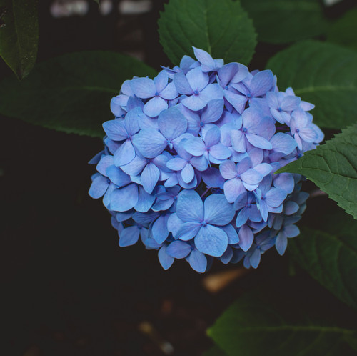 tiffany chan SAVhxRL2U8 unsplash.jpg