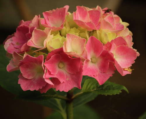 hydrangea 4317043 1920.jpg