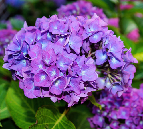 hydrangea 377427 1920.jpg