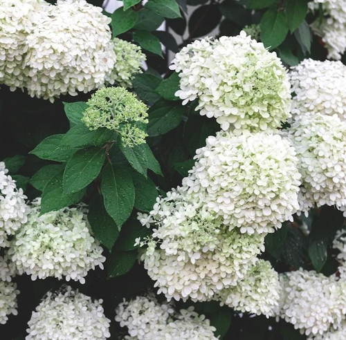 closeup white flowers bush natural background 169016 22017.jpg
