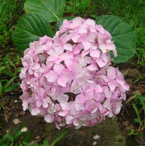 pretty lilac flower 1108 119.jpg
