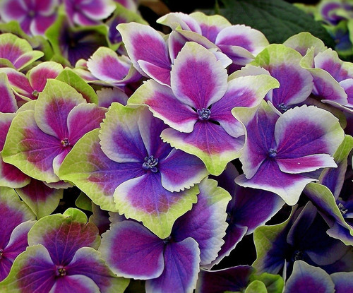 flower 3099083 1920.jpg