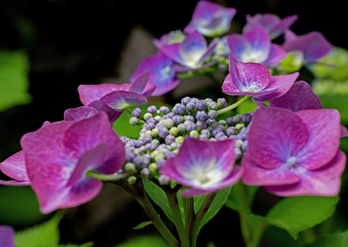 hydrangea macrophylla 6531613 1920.jpg