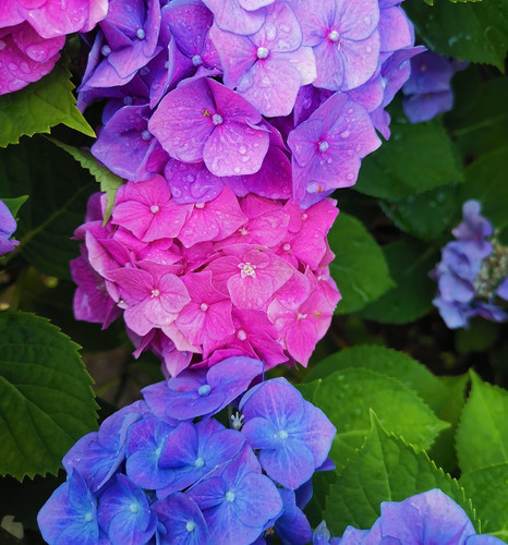 hydrangea 7251293 1920.jpg