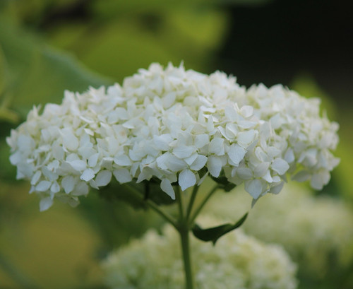 hydrangea 6395540 1920.jpg