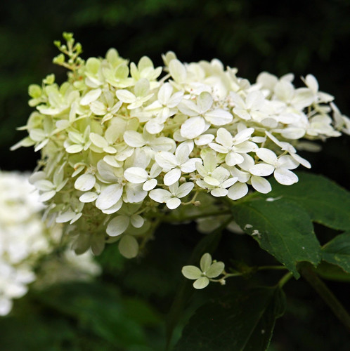 panicle hydrangea 4440627 1920.jpg