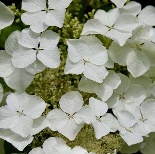 hydrangea 8926932 1920.jpg