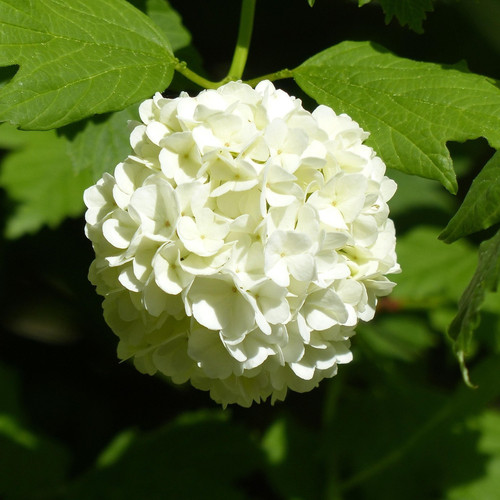 hydrangea 1504062 1920.jpg