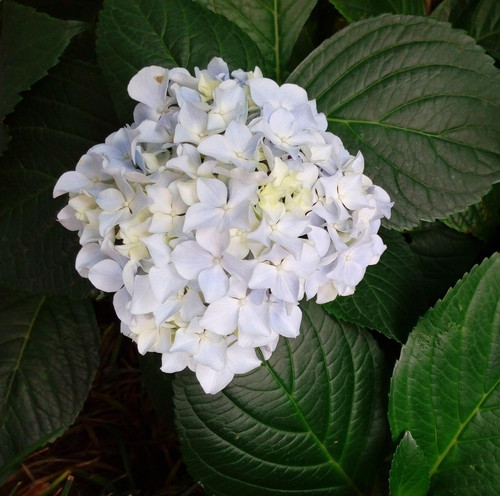 hydrangea 2170414 1920.jpg