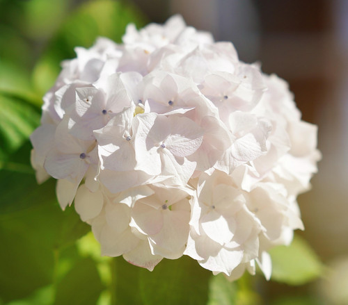 hydrangea 7450588 1920.jpg