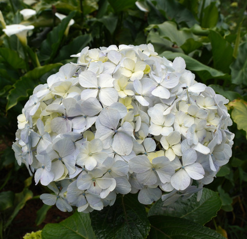photo hydrangea flower close up(1).jpg