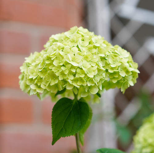 Green hydrangea against a brick wall..jpg