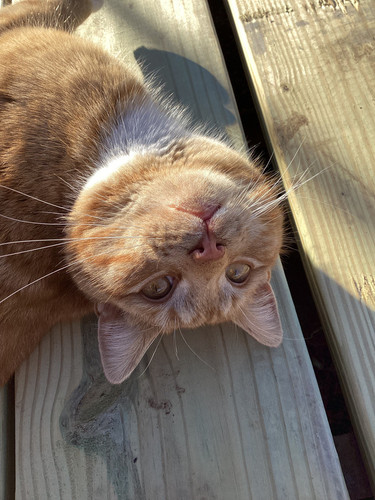 F6F03624 EFFE 4092 A14B EEE62907C24D 1 105 c.jpg