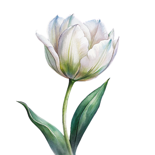 white tulip with elegant victoriaan style.png