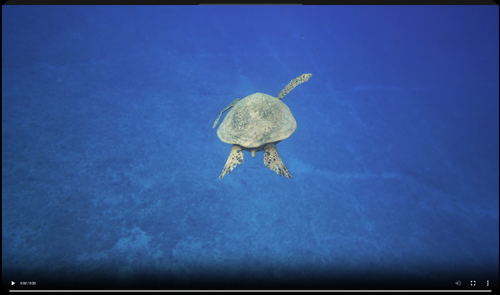 Screenshot 2025 03 21 at 5.27.01 pm.png