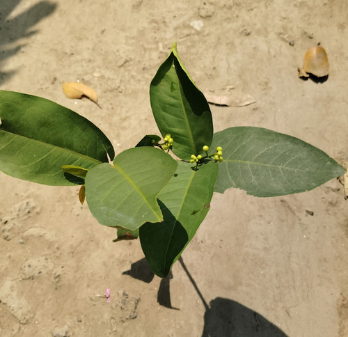 IMG 20250316 113632.jpg