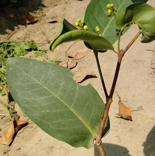 IMG 20250316 113706.jpg