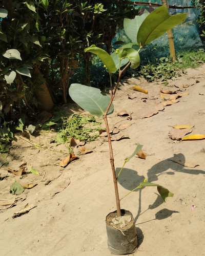 IMG 20250316 113655.jpg