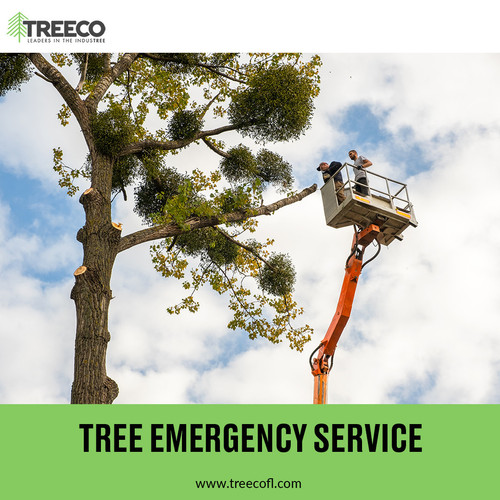 TREE EMERGENCY SERVICE.jpg