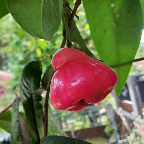 Red guava fruit on a tree trunk among dense green leaves..jpg