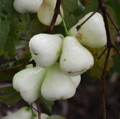 Java Apple White Cashew.jpg