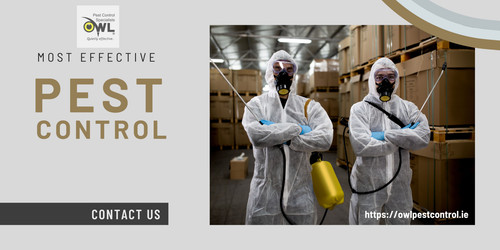 Top Pest Control company in Dublin.jpg