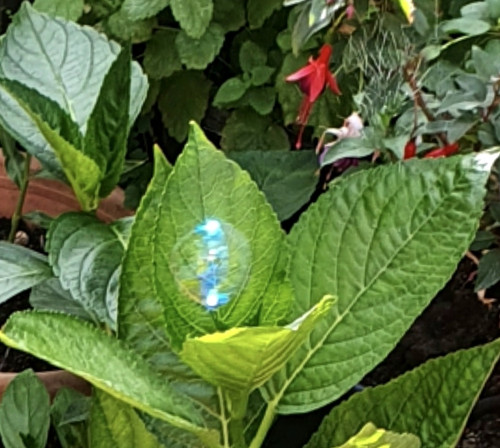 The bubble is just right amongst these leaves ?? ?.jpg