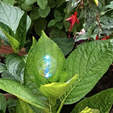The bubble is just right amongst these leaves ?? ?
