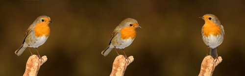 MaxPixel.net Robin Bird Songbird Nature Garden Garden Bird 2900029.jpg
