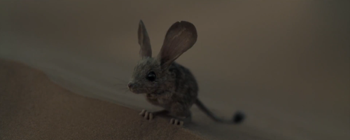 desert mouse