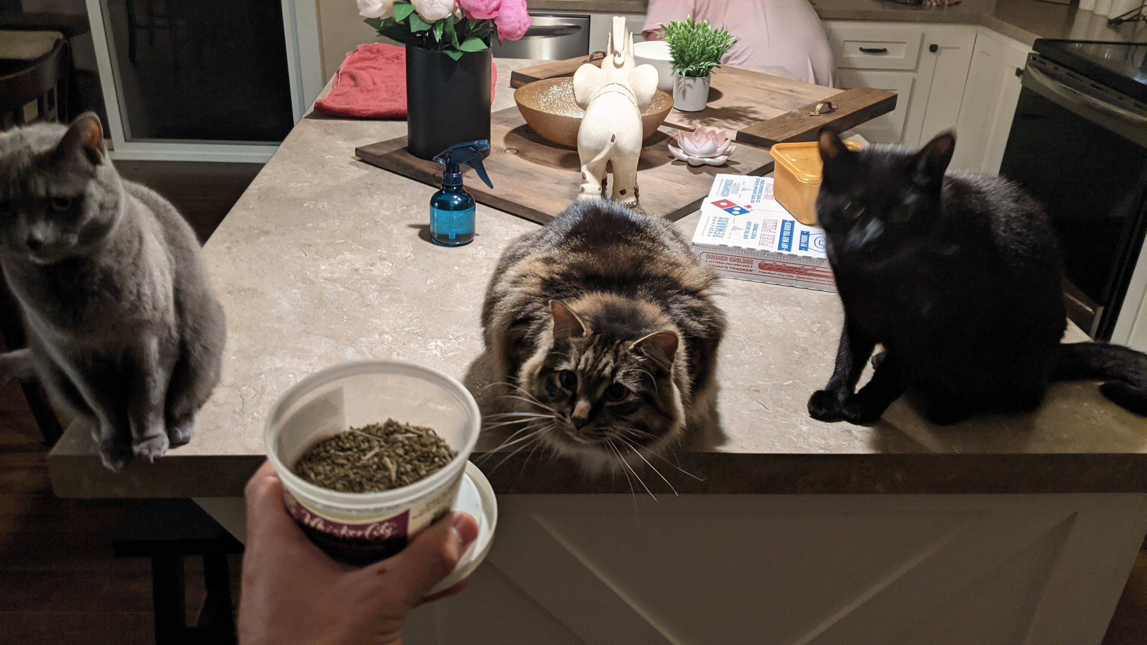 My cat is absolutely obsessed with our new kitten. r/aww