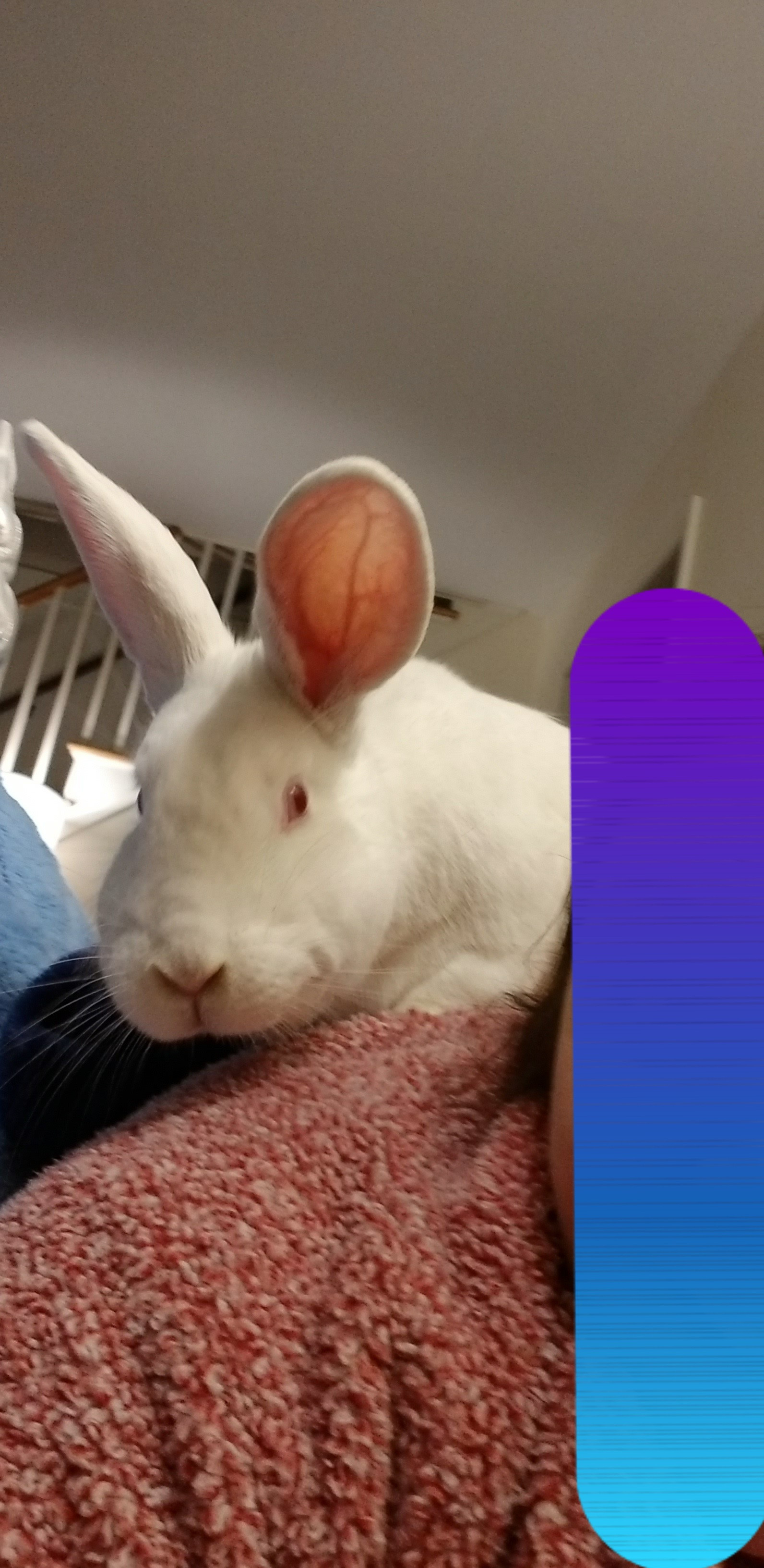 Uncomfrtable Rabbit