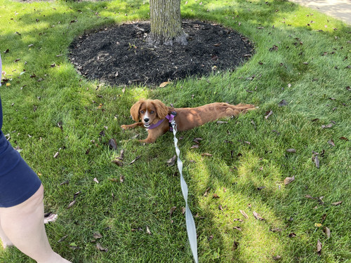 A277F062 1BF4 43FB 8E66 B18578E367DC