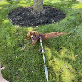 A277F062 1BF4 43FB 8E66 B18578E367DC