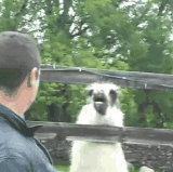 OnlyDisloyalHare size restricted.gif